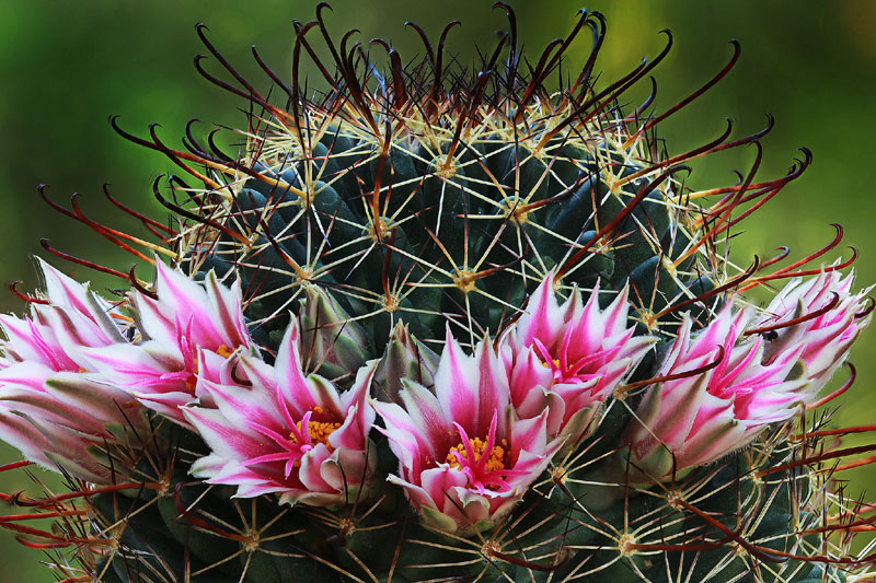 Mammillaria mainiae